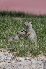 Urocitellus richardsonii