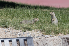 Urocitellus richardsonii