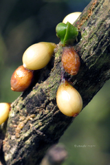 Struthanthus syringifolius