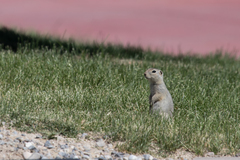 Urocitellus richardsonii