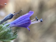Echium gaditanum