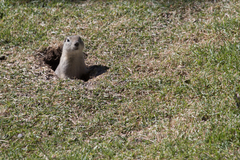 Urocitellus richardsonii