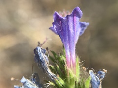 Echium gaditanum