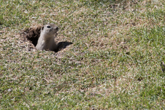 Urocitellus richardsonii