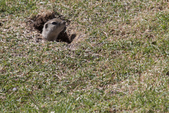 Urocitellus richardsonii