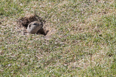Urocitellus richardsonii