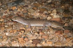 Eastern Fat-Tailed Gecko photo 2
