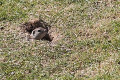 Urocitellus richardsonii