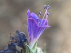 Echium gaditanum