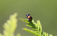 Griburius albilabris