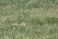 Urocitellus richardsonii