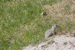 Urocitellus richardsonii