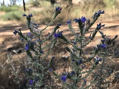 Echium gaditanum