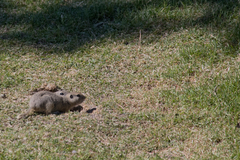 Urocitellus richardsonii