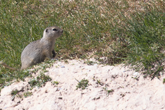 Urocitellus richardsonii