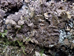 Nephroma tangeriense