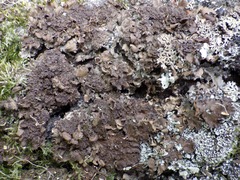 Nephroma tangeriense