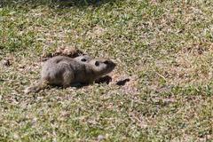 Urocitellus richardsonii