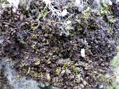 Nephroma tangeriense