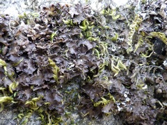 Nephroma tangeriense