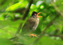 Catharus mexicanus
