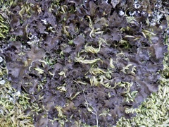 Nephroma tangeriense