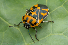 Murgantia histrionica