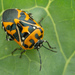 Harlequin Bug - Photo (c) Thomas Shahan, some rights reserved (CC BY-NC), uploaded by Thomas Shahan