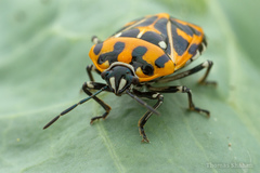 Murgantia histrionica