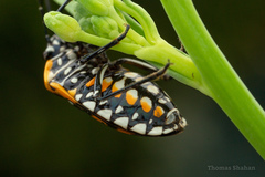 Murgantia histrionica