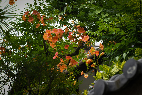Campsis grandiflora