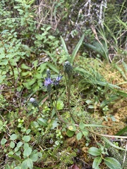 Saussurea angustifolia