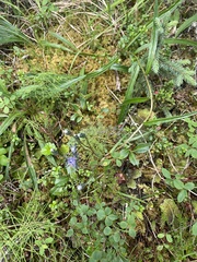 Saussurea angustifolia