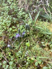 Saussurea angustifolia