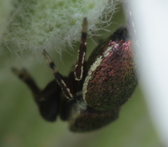 Sassacus papenhoei
