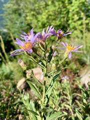 Eucephalus ledophyllus