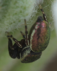 Sassacus papenhoei