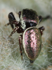 Sassacus papenhoei