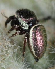 Sassacus papenhoei