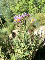 Eucephalus ledophyllus