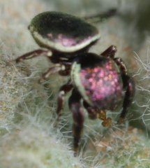 Sassacus papenhoei