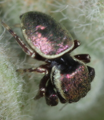 Sassacus papenhoei
