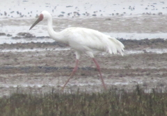 Leucogeranus leucogeranus