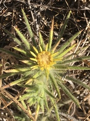 Centromadia fitchii