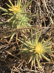 Centromadia fitchii