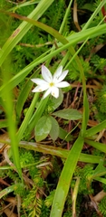 Lysimachia europaea