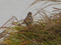 Emberiza fucata