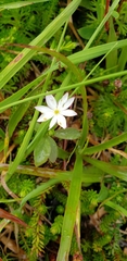 Lysimachia europaea