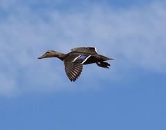 Mexican Duck photo 3