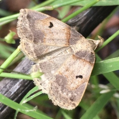 Zanclognatha laevigata